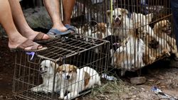 Tak Hiraukan Petisi, Festival Makan Anjing di China Habiskan 10.000 Ekor Anjing dan Kucing