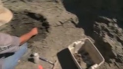 Dinosaurus Jenis Baru Ditemukan di Kanada