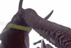 Ambil GoPro Turis yang Jatuh, Gajah Langsung Selfie di Zambia