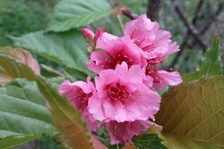 Wah! Sakura Mekar di Kebun Raya Cibodas