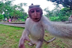 Lucu Banget! Hewan-hewan Selfie Pakai Kamera Turis