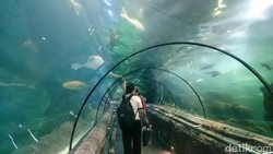 Awal Lebaran, Sea World di Ancol Kembali Buka