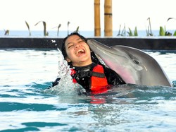 Benarkah Lumba-lumba Hidup Tersiksa di Wake Bali Dolphin?