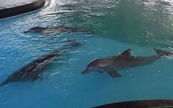 Kolam Lumba-lumba di Bali Diprotes Traveler Dunia!