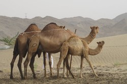 Melihat Unta Lebih Dekat, Langsung di Arab