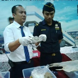 Bea Cukai Gagalkan Ekspor Ilegal Sirip Hiu Hingga Ubur-ubur