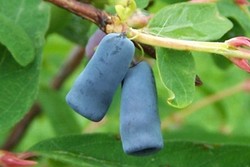 Blue Honeysuckle, Buah Berry Kaya Antioksidan dan Nutrisi