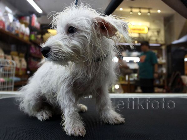 Jelang Lebaran Jasa Penitipan Hewan Ramai