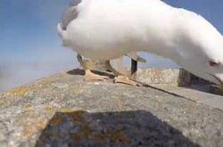 Ambil GoPro Turis, Burung Camar Rekam Keindahan Pulau di Spanyol