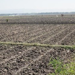 Hujan Tak Turun, Sawah di Indramayu dan Cirebon Kekeringan