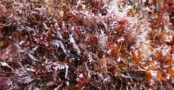 Rumput Laut Merah Mulai Dikembangkan Sebagai Superfood Baru