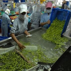 Kedelai Jepang Made in Jember Rambah Pasar Eropa dan AS