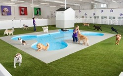 Pertama di Dunia! Terminal Khusus Hewan di Bandara New York