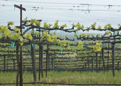 Universitas Harvard Aktif Berinvestasi di Perkebunan Anggur California