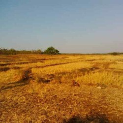 Tak Libur Lebaran, Mentan Fokus Pantau Ancaman Kekeringan