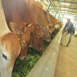 Biaya Angkut Sapi dari NTB Lebih Mahal Ketimbang dari Australia