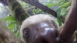 Foto Hewan Unik, Sloth Selfie dengan Kamera Turis