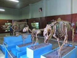 Jangan Lupa, Bogor Punya Aneka Museum Keren