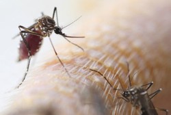 Ini Kata Peneliti Soal Banyaknya Keluhan Seputar Nyamuk di Jakarta