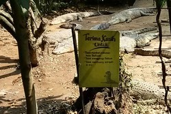 Tak Cuma Beruang, Buaya di Bonbin Bandung Juga Dilempari Botol