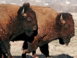 Mau Selfie, Turis Malah Diseruduk Bison di AS