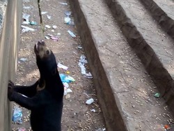 Beruang di Bonbin Bandung Dicolok Kayu, Kandang Penuh Sampah