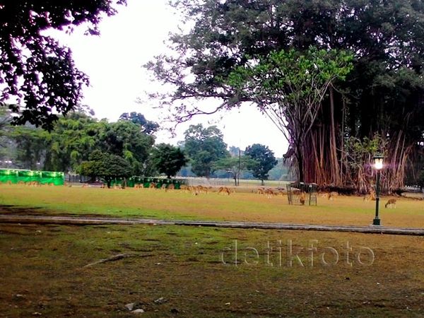 Kemarau, Rumput Istana Bogor Kering