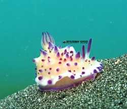 Cantik! Warna-warni Biota Kecil di Perairan Bali