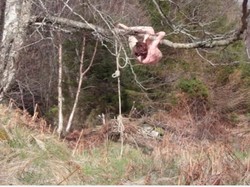 Garap Video Art, Seniman Hilde Huse Tergantung 3 Jam di Atas Pohon