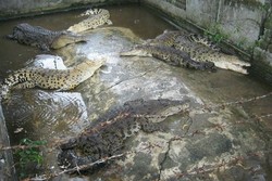 Sudah Tahu? Ada Tempat Penangkaran Buaya di Bekasi
