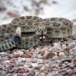 Nahas! Selfie Bareng Ular Malah Masuk UGD Nahas! Selfie Bareng Ular Malah Masuk UGD