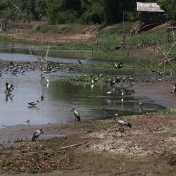 Kekeringan Landa Thailand, Ekonominya Diprediksi Lesu