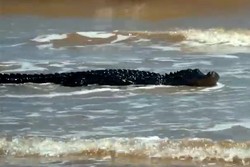 Lagi Liburan di Pantai Freeport, Keluarga Ini Kaget Ketemu Buaya