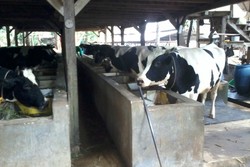 Minum Susu Sapi & Kambing Murni di Depok, di Sini Tempatnya!