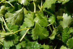 FDA Larang Impor Daun Ketumbar dari Meksiko karena Terbukti Kotor