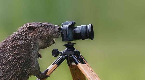 Say Cheese... Aksi Lucu Hewan Menjadi Fotografer