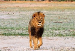 Duh, Turis Diduga Bunuh Singa di Taman Nasional Zimbabwe