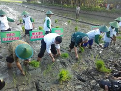 Jadi Petani Dadakan, Mentan dan Bupati Hingga TNI Berlepotan Lumpur