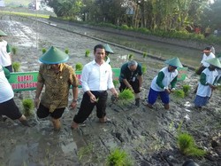 Senangnya Petani Hingga Bupati Dikunjungi Mentan Amran