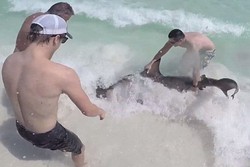 Heroik! Traveler Ini Selamatkan Hiu yang Terluka