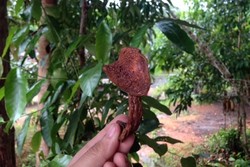 Jamur Termahal se-Indonesia Ada di Bangka!