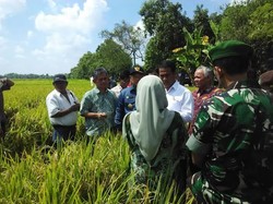 4 Hari Blusukan ke 12 Kabupaten, Mentan: Kantorku Termasuk di Sawah