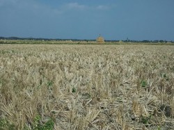 Mentan Amran Yakin Tahun Ini Produksi Beras Surplus 5 Juta Ton