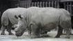 Badak Putih Utara Mati, Tinggal Empat Ekor di Dunia