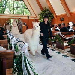 Nyeleneh, Hotel di Jepang Sediakan Hewan Jadi Saksi Pernikahan