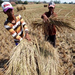 Ada Kemarau Panjang, 220 Ribu Hektar Sawah Terancam Kekeringan