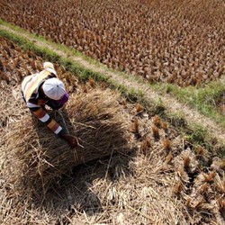 RI Bakal Dilanda Kemarau Panjang Hingga Akhir 2015