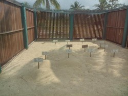 Mengintip Penangkaran Penyu di Bangka