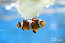 Terpesona Ikan-ikan Cantik di Sea World Ancol