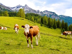 Niat Ambil Jalan Pintas, Turis di Swiss Diserang Sapi Sampai Meninggal